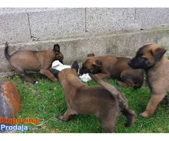BELGIJSKI OVCAR malinoa stenci - vrhunskog porekla - Fotografija 4/10