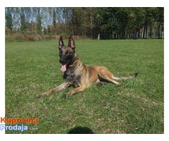 BELGIJSKI OVCAR malinoa stenci - vrhunskog porekla - Fotografija 9/10