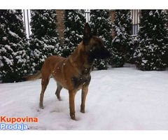 BELGIJSKI OVCAR malinoa stenci - vrhunskog porekla - Fotografija 10/10