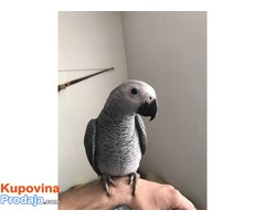 Prodajem Zako papagaje