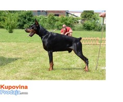 Doberman štenad - Fotografija 1/10