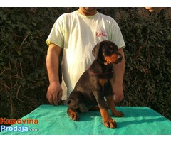 Doberman štenad - Fotografija 6/10