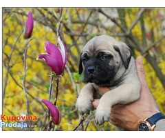 Bullmastiff stenci na prodaju - Fotografija 1/6