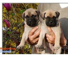 Bullmastiff stenci na prodaju - Fotografija 2/6