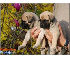 Bullmastiff stenci na prodaju - Fotografija 4/6