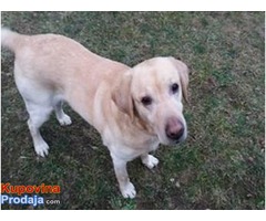 Labrador LAKI trazi novi dom - Fotografija 2/2