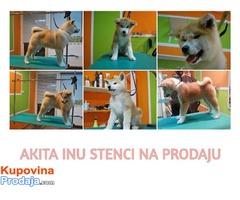 Akita Inu stenci sampionskog porekla - Fotografija 1/6