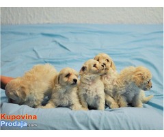 FRANCUSKA PATULJASTA PUDLA - vrhunska zenka - Fotografija 1/8