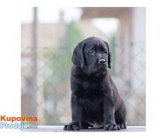 LABRADOR RETRIVER  - izlozbeni stenci - Fotografija 2/8