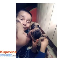 Mops mužjak odličnog kvaliteta - Fotografija 2/8