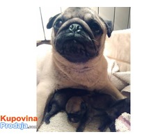 Mops mužjak odličnog kvaliteta - Fotografija 3/8