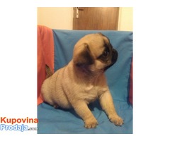 Mops mužjak odličnog kvaliteta - Fotografija 4/8