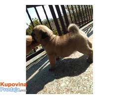 Mops mužjak odličnog kvaliteta - Fotografija 6/8