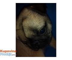 Mops mužjak odličnog kvaliteta - Fotografija 8/8