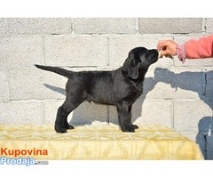 Labrador štenci šampionskih roditelja - Fotografija 2/4