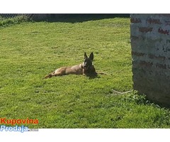 Malinoa, žensko štene - Fotografija 1/3