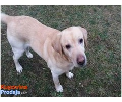 LABRADOR RETRIVER "LAKI" trazi novi dom - Fotografija 1/2