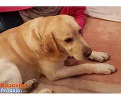 LABRADOR RETRIVER "LAKI" trazi novi dom - Fotografija 2/2