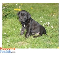 Cane corso štenci vrhunskog porekla - Fotografija 1/5