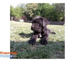 Cane corso štenci vrhunskog porekla - Fotografija 2/5