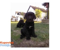 Cane corso štenci vrhunskog porekla - Fotografija 3/5