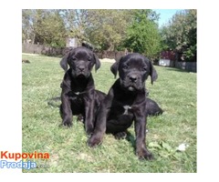 Cane corso štenci vrhunskog porekla - Fotografija 4/5