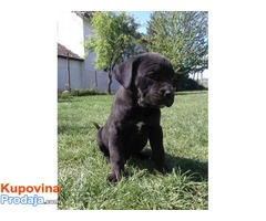 Cane corso štenci vrhunskog porekla - Fotografija 5/5