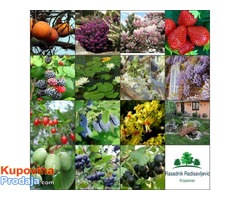 Prodajemo sadnice Prodajemo sadnice