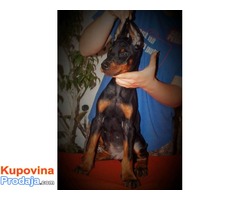 Štenci dobermana na prodaju - Fotografija 3/4