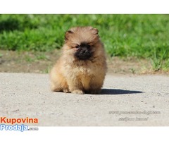 Pomeranac Boo musko stene - Fotografija 2/4