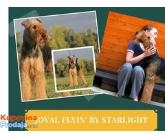 Erdel terijer / Airedale Terrier ☛ SLOBODAN ZA PARENJE / AVAILABLE FOR STUD / USA import - Fotografija 1/10