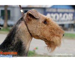 Erdel terijer / Airedale Terrier ☛ SLOBODAN ZA PARENJE / AVAILABLE FOR STUD / USA import - Fotografija 2/10