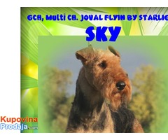Erdel terijer / Airedale Terrier ☛ SLOBODAN ZA PARENJE / AVAILABLE FOR STUD / USA import - Fotografija 3/10