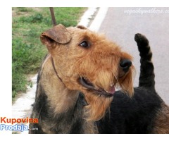 Erdel terijer / Airedale Terrier ☛ SLOBODAN ZA PARENJE / AVAILABLE FOR STUD / USA import - Fotografija 4/10