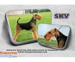 Erdel terijer / Airedale Terrier ☛ SLOBODAN ZA PARENJE / AVAILABLE FOR STUD / USA import - Fotografija 5/10