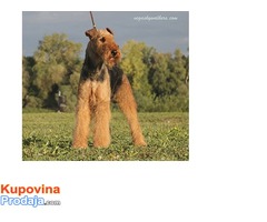 Erdel terijer / Airedale Terrier ☛ SLOBODAN ZA PARENJE / AVAILABLE FOR STUD / USA import - Fotografija 7/10