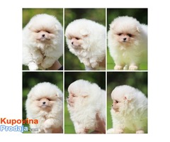 Pomeranski spic Boo - Fotografija 1/3