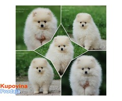 Pomeranski spic Boo - Fotografija 2/3