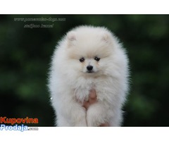 Pomeranac Boo zenkica - Fotografija 1/5