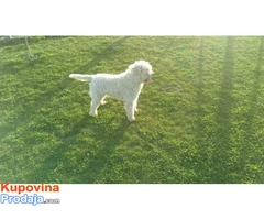 Lagotto romagnolo slobodan za parenje - Fotografija 1/4