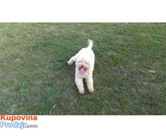 Lagotto romagnolo slobodan za parenje - Fotografija 2/4