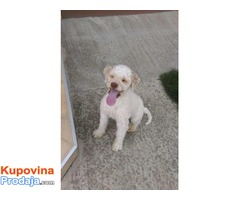 Lagotto romagnolo slobodan za parenje - Fotografija 3/4