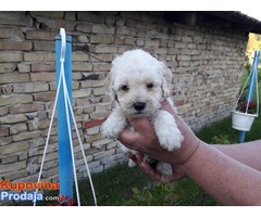 Francuske TOY i patuljaste PUDLE - Fotografija 3/5