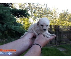 Francuske TOY i patuljaste PUDLE - Fotografija 4/5