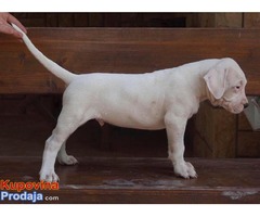 Dogo argentino štenci na prodaju - Fotografija 3/8