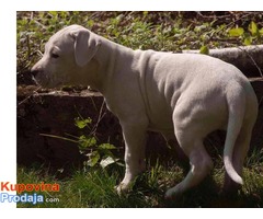 Dogo argentino štenci na prodaju - Fotografija 6/8