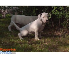 Dogo argentino štenci na prodaju - Fotografija 8/8