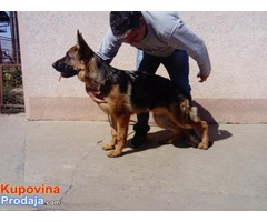 NEMACKI OVCAR - muzjak od 8 meseci