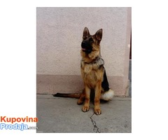 NEMACKI OVCAR - muzjak od 8 meseci