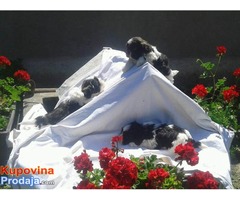SI CU tri muska steneta - Fotografija 2/8